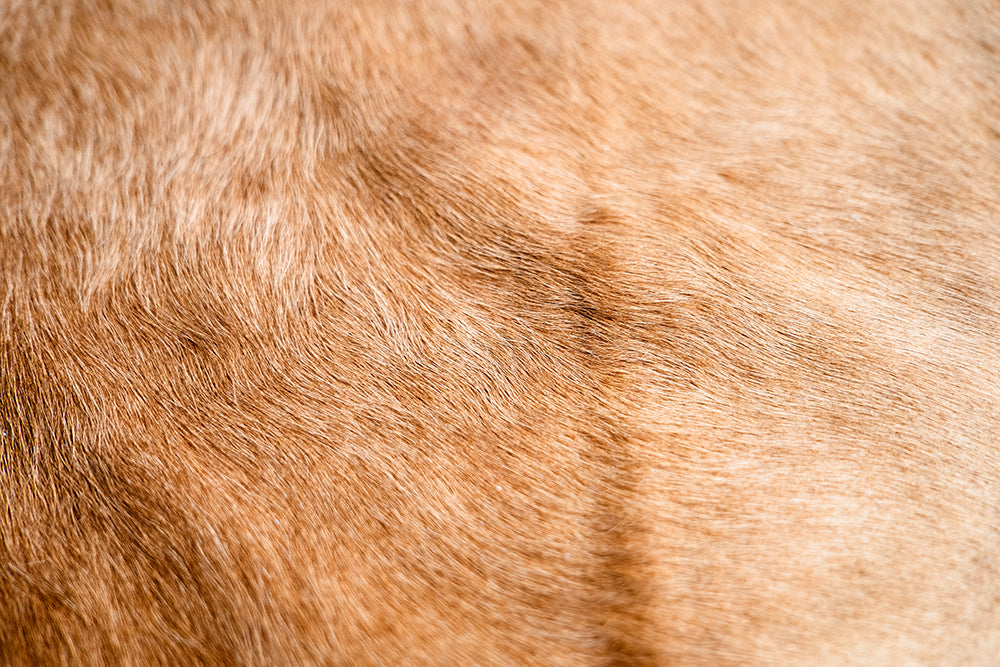 Carpet BOVINA Desert Elegance