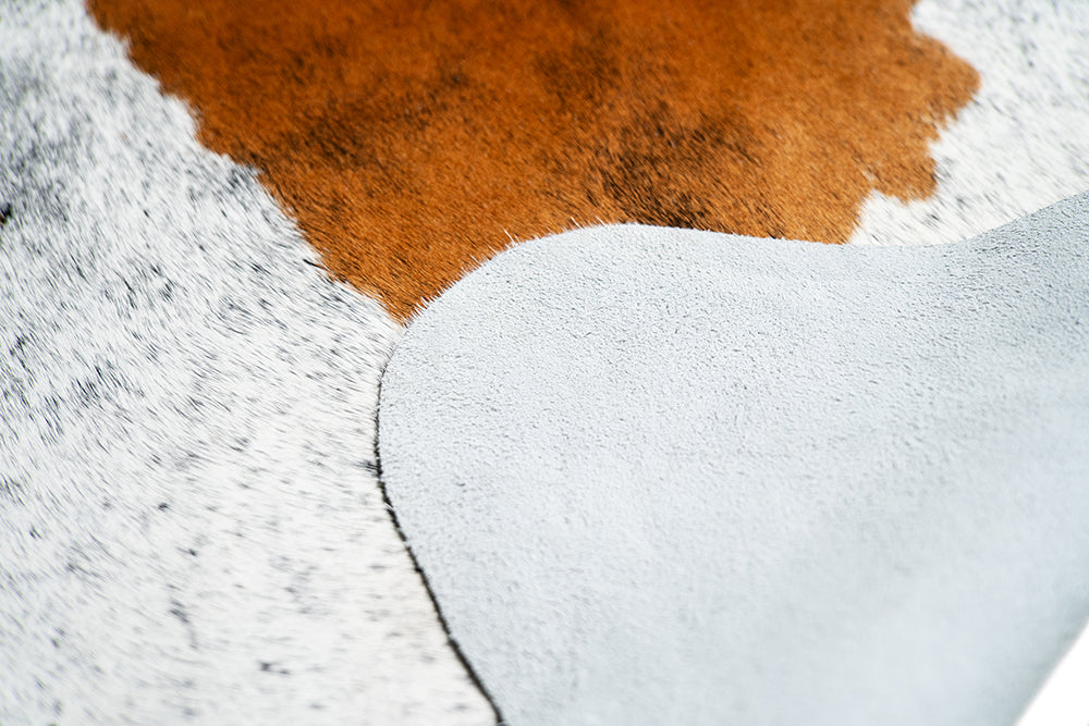 Carpet BOVINA Eclipse Elegance